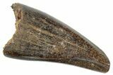 Juvenile Tyrannosaur Premax Tooth - Judith River Formation #263827-1